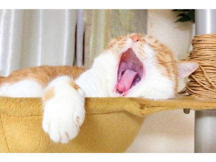口を大きく開けた猫の写真