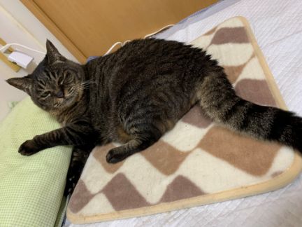 ホットカーペットの上で寝る猫の写真