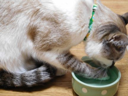 手で水を飲む猫の写真