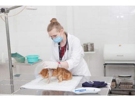 獣医に治療してもらう猫の写真