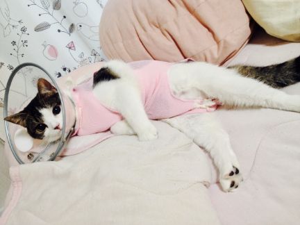 術後服を着てエリザベスカラー装着する猫の写真