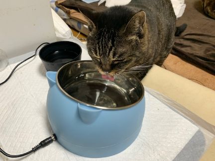 ペット加熱ボウルで水を飲む猫の写真