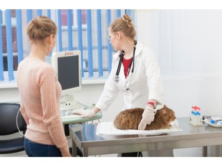 動物病院で診察を受ける猫の写真