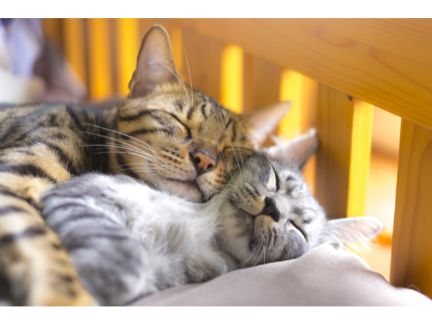 2匹の猫が幸せそうに寝ている写真