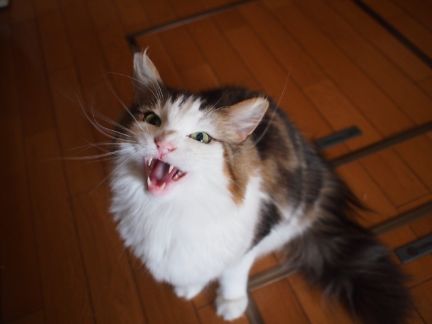 鳴いている猫の写真