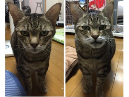 実際の我が家の猫の写真、左が病気前、右が顎が腫れている写真